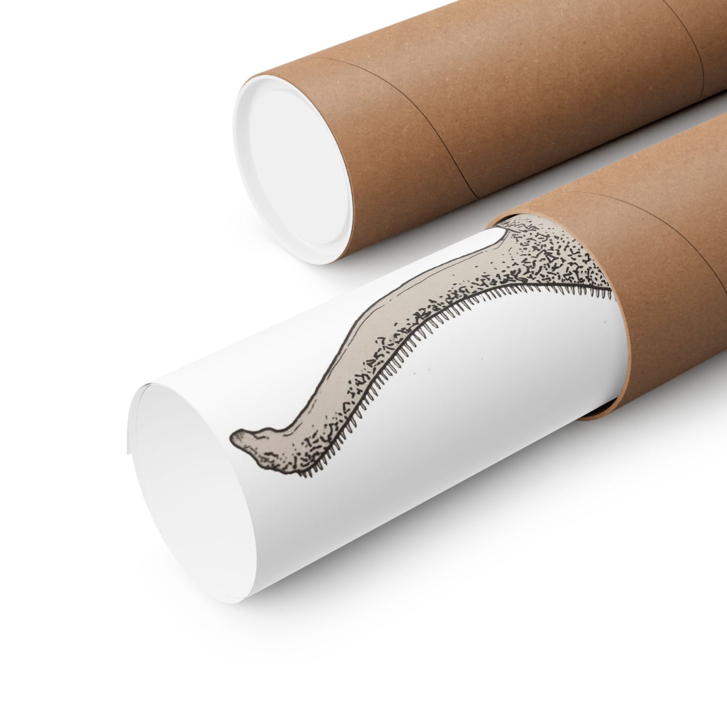 "Diplodocus Carnegii" Poster Print