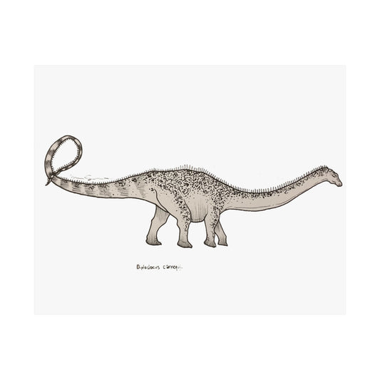 "Diplodocus Carnegii" Poster Print