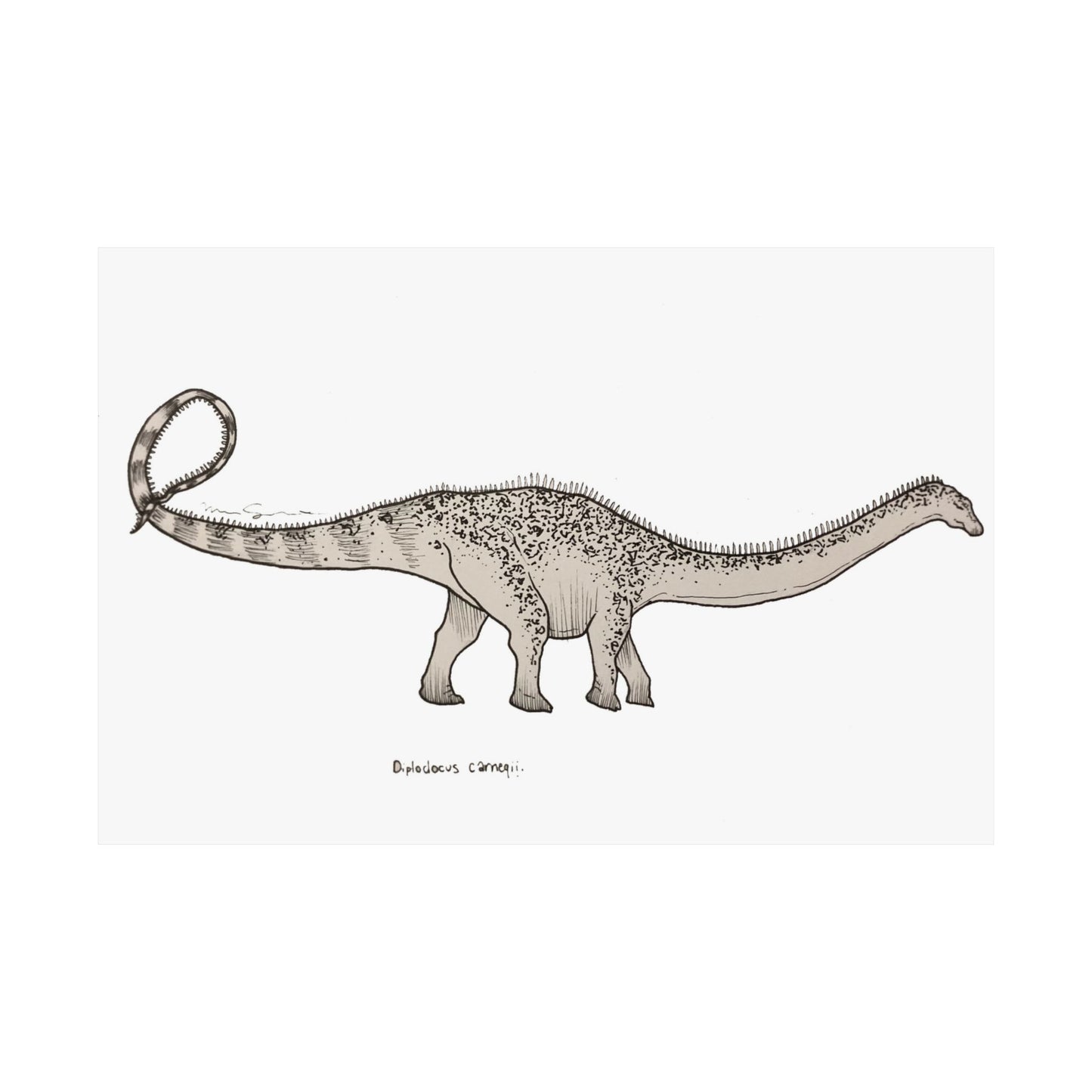 "Diplodocus Carnegii" Poster Print
